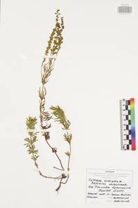 Вероника австрийская L., Восточная Европа, Центральный район (E4) (Россия)