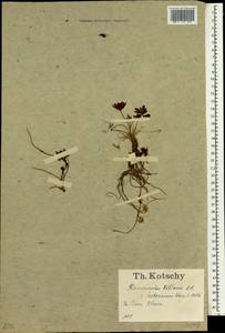 Ranunculus villarsii DC., Зарубежная Азия (ASIA) (Турция)