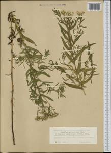 Achillea salicifolia subsp. salicifolia, Сибирь, Западная Сибирь (S1) (Россия)