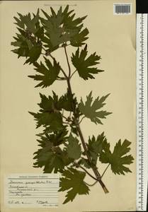 Пустырник пятилопастный Gilib., Восточная Европа, Московская область и Москва (E4a) (Россия)