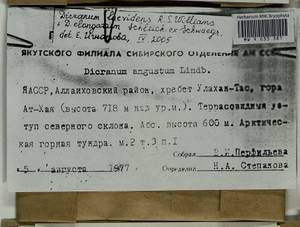 Dicranum laevidens R.S. Williams, Гербарий мохообразных, Мхи - Якутия (B19) (Россия)
