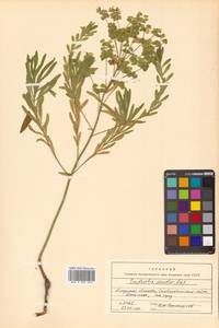 Молочай острый, Сибирь, Дальний Восток (S6) (Россия)