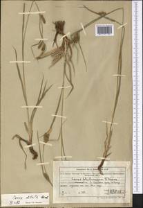 Осока светлая M.Bieb., Средняя Азия и Казахстан, Северный и Центральный Тянь-Шань (M4) (Казахстан)