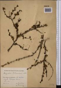 Prunus petunnikowii (Litv.) Rehder, Средняя Азия и Казахстан, Западный Тянь-Шань и Каратау (M3) (Узбекистан)