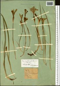 Ирис русский, Касатик русский Ker Gawl., Сибирь, Западный (Казахстанский) Алтай (S2a) (Казахстан)