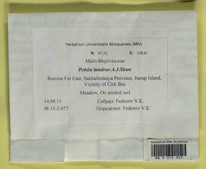 Pohlia tundrae A.J. Shaw, Гербарий мохообразных, Мхи - Дальний Восток (без Чукотки и Камчатки) (B20) (Россия)