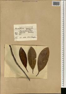 Rhizophora racemosa G.F.W. Meyer, Африка (AFR) (Сенегал)