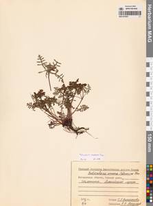 Мытник мохнатоодетый Turcz., Сибирь, Чукотка и Камчатка (S7) (Россия)