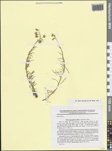 Торичник приморский, Торичник морской (L.) Besser, Кавказ, Краснодарский край и Адыгея (K1a) (Россия)