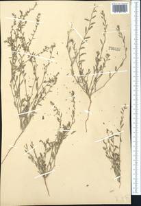 Спорыш кислый M.Bieb., Средняя Азия и Казахстан, Сырдарьинские пустыни и Кызылкумы (M7)