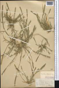Sporobolus alopecuroides (Piller & Mitterp.) P.M.Peterson, Средняя Азия и Казахстан, Муюнкумы, Прибалхашье и Бетпак-Дала (M9) (Казахстан)