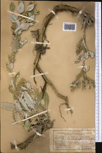 Кузиния белоцветковая (Bornm. & Sint.) Bornm., Средняя Азия и Казахстан, Копетдаг, Бадхыз, Малый и Большой Балхан (M1) (Туркмения)