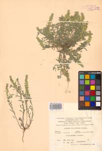 Бурачок туркестанский Regel & Schmalh. ex Regel, Восточная Европа, Центральный лесостепной район (E6) (Россия)