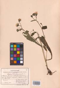 Picris japonica subsp. japonica, Сибирь, Дальний Восток (S6) (Россия)