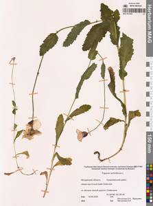 Мак снотворный L., Сибирь, Чукотка и Камчатка (S7) (Россия)