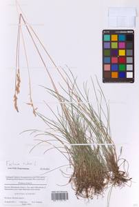 Овсяница красная L., Восточная Европа, Московская область и Москва (E4a) (Россия)