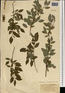 Ива тарайкинская Kimura, Монголия (MONG) (Монголия)