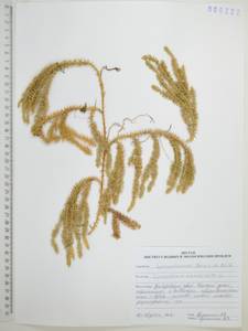 Spinulum annotinum subsp. annotinum, Сибирь, Дальний Восток (S6) (Россия)