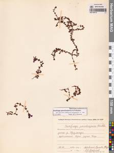 Камнеломка аянская (Sipliv.) Vorosch., Сибирь, Чукотка и Камчатка (S7) (Россия)