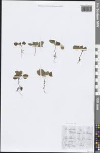 Lamiaceae, Восточная Европа, Центральный лесостепной район (E6) (Россия)