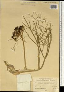 Ferula hindukushensis Kitam., Зарубежная Азия (ASIA) (Афганистан)