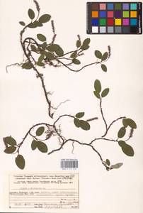 Ива сетчатая L., Восточная Европа, Северный район (E1) (Россия)