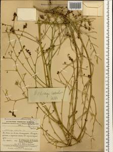 Medicago lessingii Fisch. & C.A.Mey. ex Kar., Кавказ, Ставропольский край, Карачаево-Черкесия, Кабардино-Балкария (K1b) (Россия)
