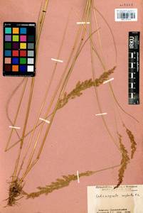 Вейник прямой (Timm) Koeler, Сибирь, Прибайкалье и Забайкалье (S4) (Россия)