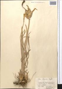Iris lineata Foster ex Regel, Средняя Азия и Казахстан, Памир и Памиро-Алай (M2) (Таджикистан)