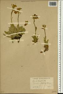 Anchonium elichrysifolium (DC.) Boiss., Зарубежная Азия (ASIA) (Турция)