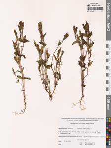 Горечавочка ушконосная (Pall.) J.M.Gillett, Сибирь, Чукотка и Камчатка (S7) (Россия)