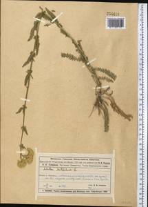 Тысячелистник обыкновенный L., Средняя Азия и Казахстан, Муюнкумы, Прибалхашье и Бетпак-Дала (M9) (Казахстан)