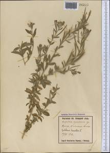 Кипрей волосистый, Кипрей мохнатый L., Средняя Азия и Казахстан, Сырдарьинские пустыни и Кызылкумы (M7) (Узбекистан)