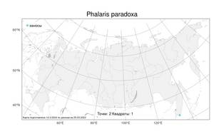 Phalaris paradoxa, Канареечник странный L., Атлас флоры России (FLORUS) (Россия)