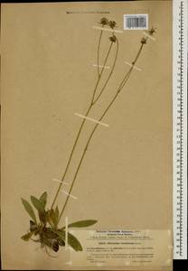 Pilosella acutifolia subsp. acutifolia, Кавказ, Черноморское побережье (от Новороссийска до Адлера) (K3) (Россия)