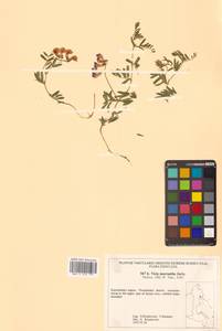 Горошек крупноцветковый Jurtzev, Сибирь, Чукотка и Камчатка (S7) (Россия)