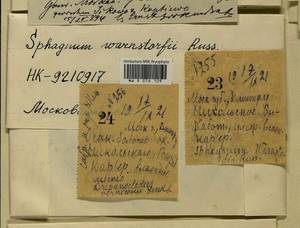 Hamatocaulis vernicosus (Mitt.) Hedenäs, Гербарий мохообразных, Мхи - Москва и Московская область (B6a) (Россия)