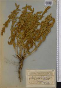 Терескен хохолковый (L.) Gueldenst., Средняя Азия и Казахстан, Северный и Центральный Тянь-Шань (M4) (Казахстан)