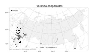 Veronica anagalloides, Вероника ложно-ключевая Guss., Атлас флоры России (FLORUS) (Россия)