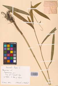 Лютик длиннолистный L., Восточная Европа, Центральный район (E4) (Россия)