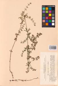 Galium mollugo × verum, Восточная Европа, Северо-Западный район (E2) (Россия)