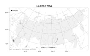 Sesleria alba, Сеслерия белая Sm., Атлас флоры России (FLORUS) (Россия)
