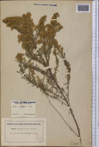 Symphyotrichum ericoides (L.) G. L. Nesom, Америка (AMER) (США)