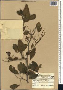 Afraegle paniculata (Schum.) Engl., Африка (AFR) (Мали)