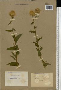 Pentanema britannicum (L.) D. Gut. Larr., Santos-Vicente, Anderb., E. Rico & M. M. Mart. Ort., Восточная Европа, Северо-Украинский район (E11) (Украина)