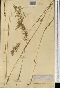 Sibirotrisetum sibiricum (Rupr.) Barberá, Монголия (MONG) (Монголия)