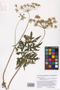 Heracleum sphondylium × sibiricum, Восточная Европа, Центральный район (E4) (Россия)