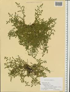 Грыжник голый L., Восточная Европа, Центральный лесостепной район (E6) (Россия)