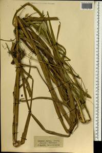 Poaceae, Африка (AFR) (Гвинея)