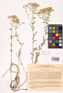 Бурачок, Восточная Европа, Южно-Украинский район (E12) (Украина)